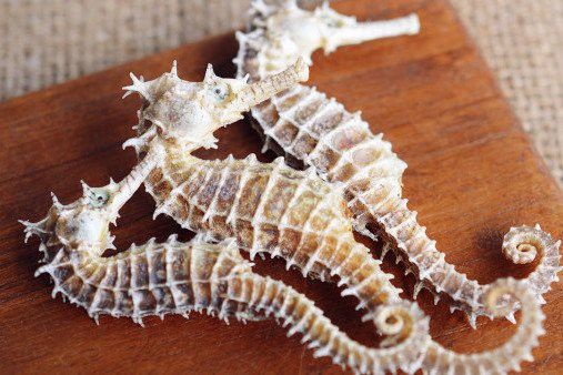 海馬和海龍哪個更有藥用價值？