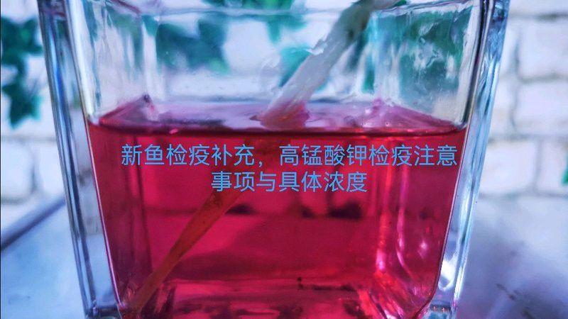 檢疫期間金龍魚需要停食嗎？ 檢疫期間金龍魚需要停食嗎？ 龍魚百科 第4張