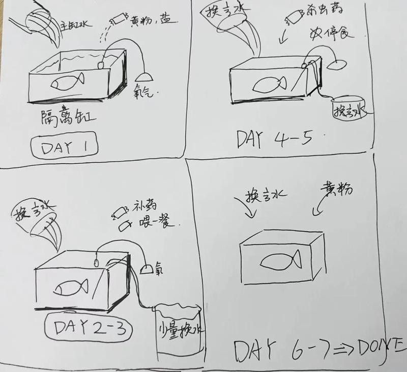 檢疫期間金龍魚需要停食嗎？ 檢疫期間金龍魚需要停食嗎？ 龍魚百科 第2張