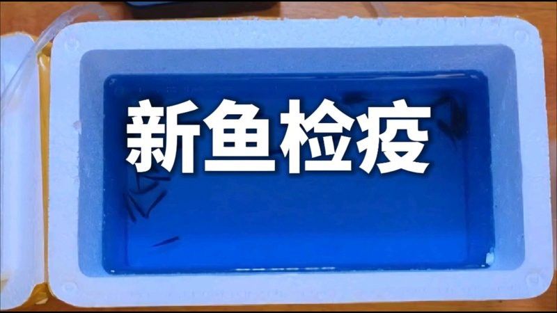 檢疫期間金龍魚需要停食嗎？ 檢疫期間金龍魚需要停食嗎？ 龍魚百科 第5張