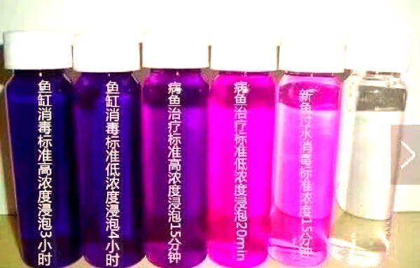 檢疫期間金龍魚需要停食嗎？ 檢疫期間金龍魚需要停食嗎？ 龍魚百科 第6張