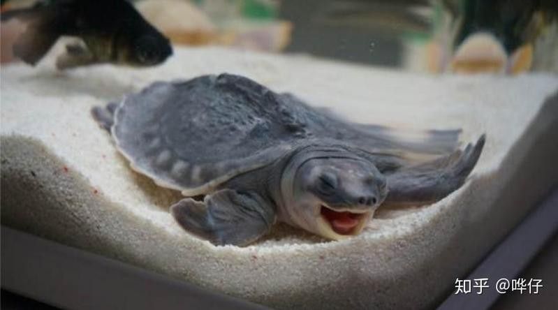 龍魚能和豬鼻龜混養嗎