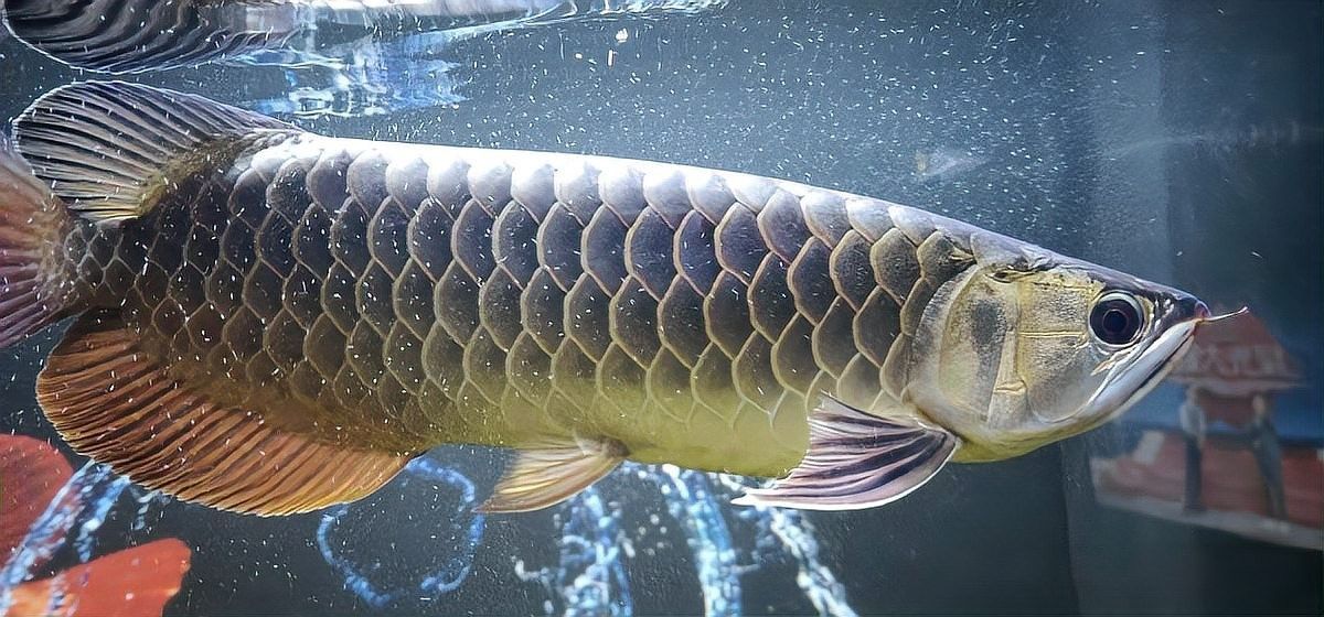 龍魚能和豬鼻龜混養嗎