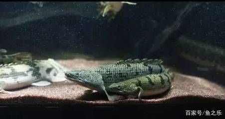 龍魚和恐龍混養（如何成功混養恐龍魚和金龍魚？）
