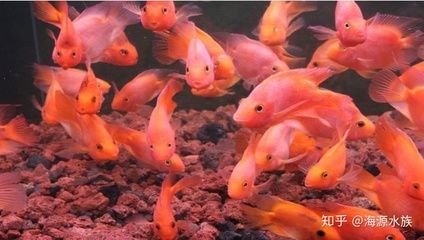 龍魚和恐龍混養（如何成功混養恐龍魚和金龍魚？）