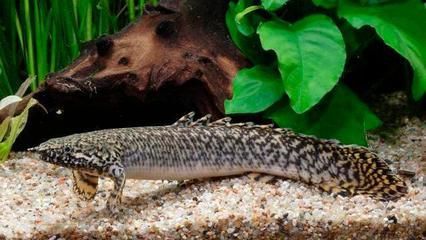 龍魚和恐龍混養（如何成功混養恐龍魚和金龍魚？）