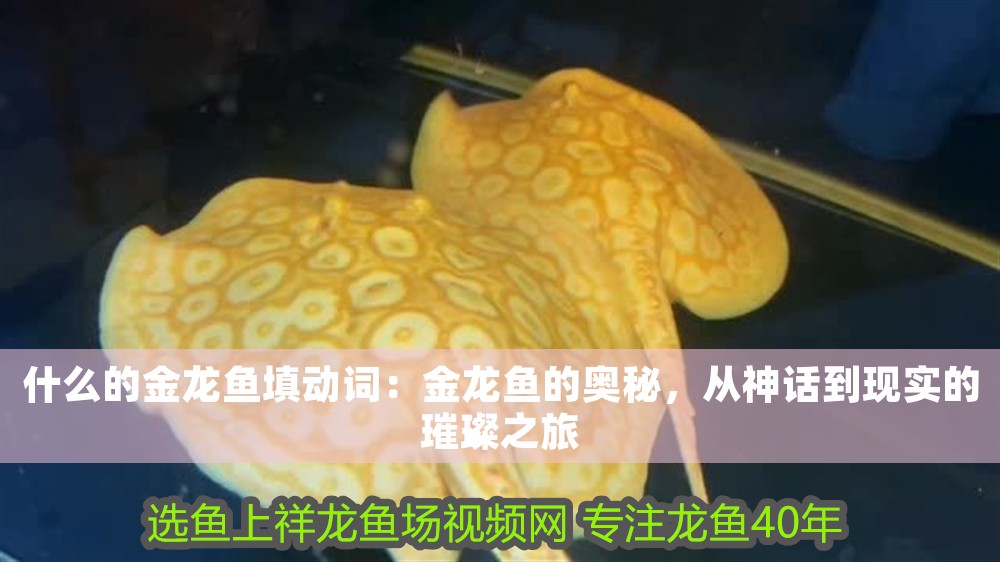 什么的金龍魚填動詞：金龍魚的奧秘，從神話到現實的璀璨之旅 什么的金龍魚填動詞：金龍魚的奧秘，從神話到現實的璀璨之旅 龍魚百科 第1張