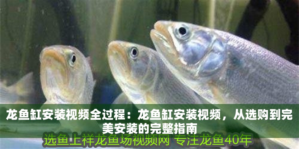 龍魚缸安裝視頻全過程：龍魚缸安裝視頻，從選購到完美安裝的完整指南