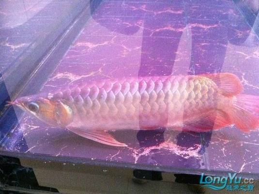 剛換完水龍魚(yú)趴缸底：如何處理龍魚(yú)趴缸
