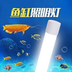 龍魚夜間留夜燈的好處：關于龍魚夜間留夜燈的一些好處 龍魚夜間留夜燈的好處：關于龍魚夜間留夜燈的一些好處 龍魚百科 第5張