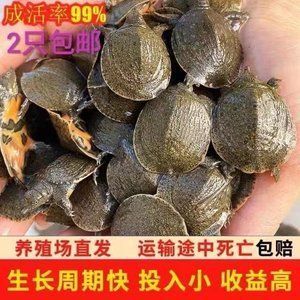 廣州龍魚養(yǎng)殖場排名榜：廣州龍魚養(yǎng)殖場哪家好 廣州龍魚養(yǎng)殖場排名榜：廣州龍魚養(yǎng)殖場哪家好 龍魚百科 第3張