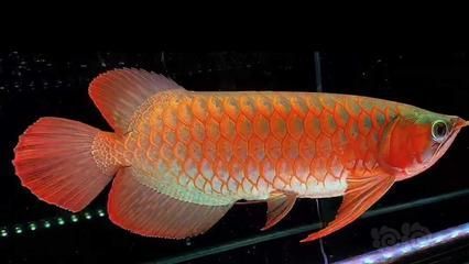 龍魚外形描寫片段：觀賞魚市場上最受歡迎的龍魚品種之一，紅龍、過背金龍 龍魚外形描寫片段：觀賞魚市場上最受歡迎的龍魚品種之一，紅龍、過背金龍 龍魚百科 第3張