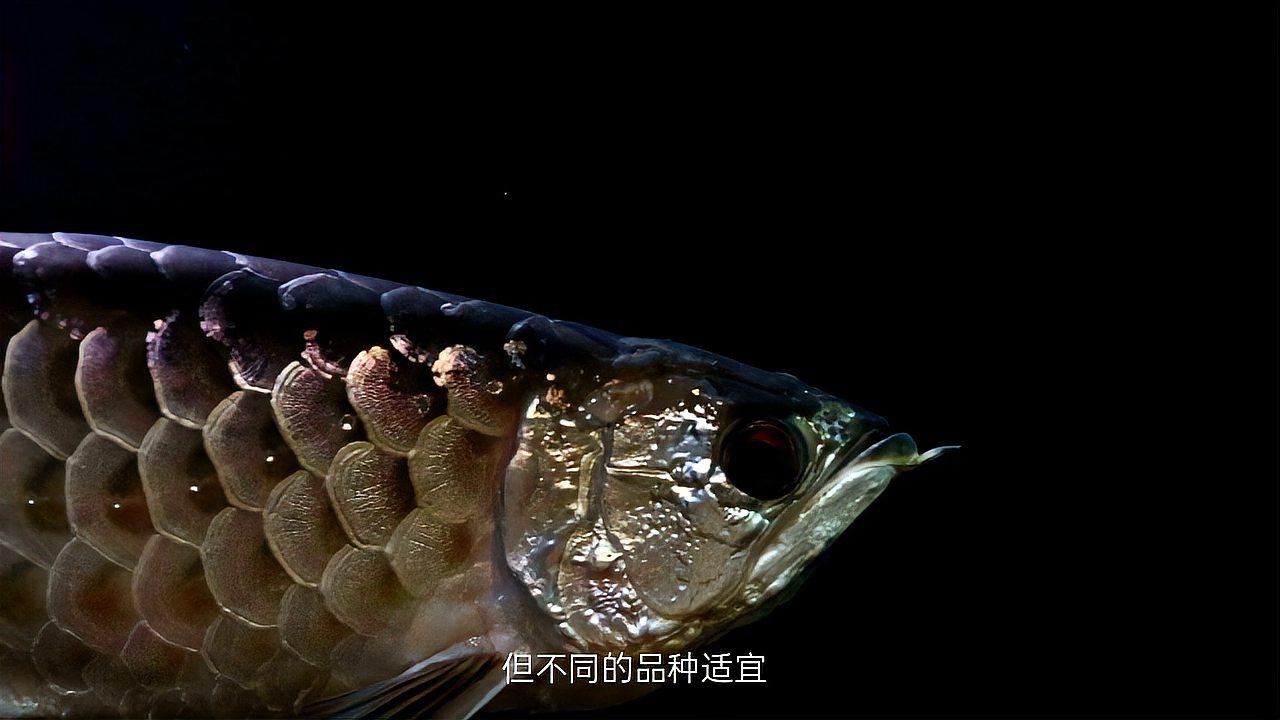 星點龍魚的最佳飼養環境是什么？