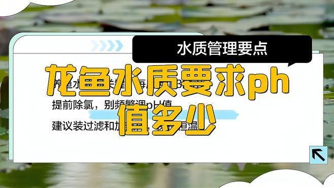 如何調整金龍魚的水質？