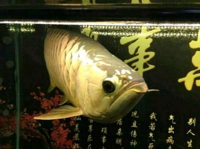 金龍魚一條多少錢市場價？：金龍魚一條多少錢市場價 金龍魚一條多少錢市場價？：金龍魚一條多少錢市場價 龍魚百科 第2張