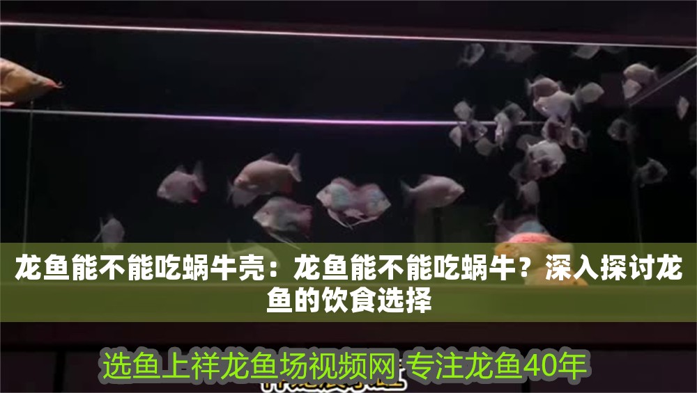 龍魚能不能吃蝸牛殼：龍魚能不能吃蝸牛？深入探討龍魚的飲食選擇
