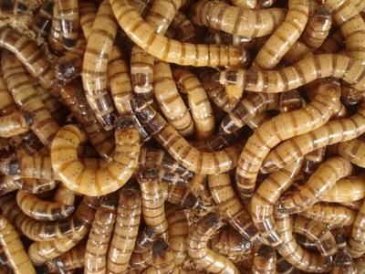 金龍魚可以喂大麥蟲嗎【金龍魚可以吃大麥蟲嗎？】