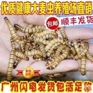 金龍魚可以喂大麥蟲嗎【金龍魚可以吃大麥蟲嗎？】