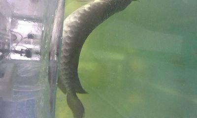 金龍魚可以喂大麥蟲嗎【金龍魚可以吃大麥蟲嗎？】