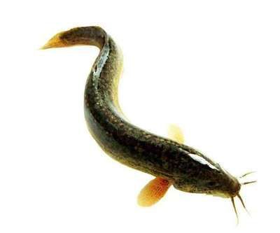 金龍魚可以喂大麥蟲嗎【金龍魚可以吃大麥蟲嗎？】