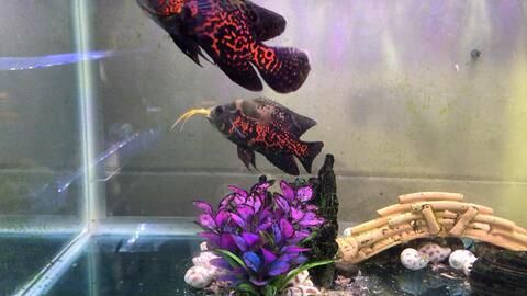 金龍魚可以和小魚一起養(yǎng)嗎：金龍魚應該和小魚一起養(yǎng)嗎，金龍魚可以和小魚一起養(yǎng)嗎 金龍魚可以和小魚一起養(yǎng)嗎：金龍魚應該和小魚一起養(yǎng)嗎，金龍魚可以和小魚一起養(yǎng)嗎 龍魚百科 第3張