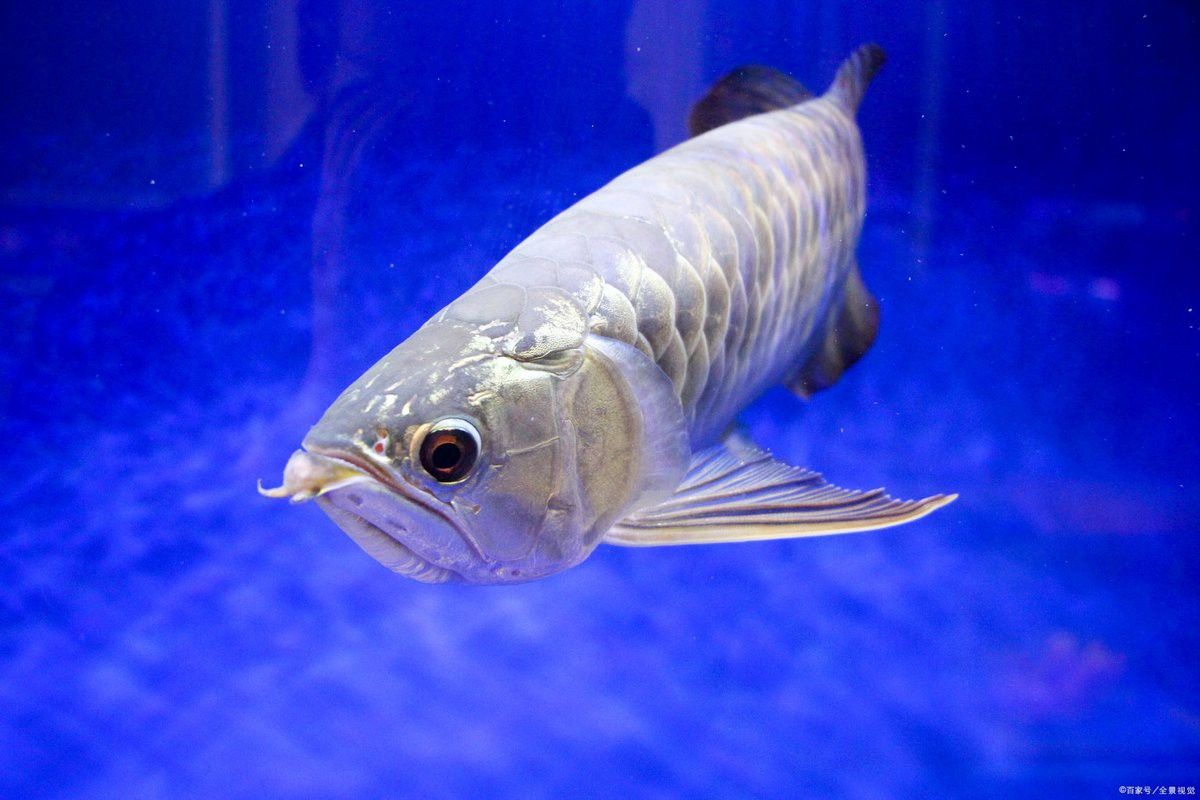 金龍魚多久喂一次昆蟲