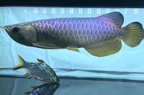 給我幾張古典藍底過背金龍魚圖片