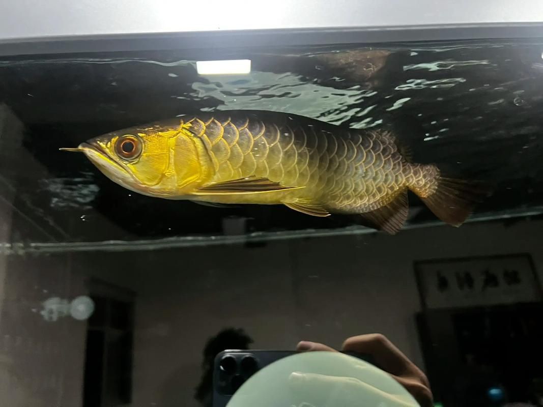 給我?guī)讖埞诺渌{底過背金龍魚圖片