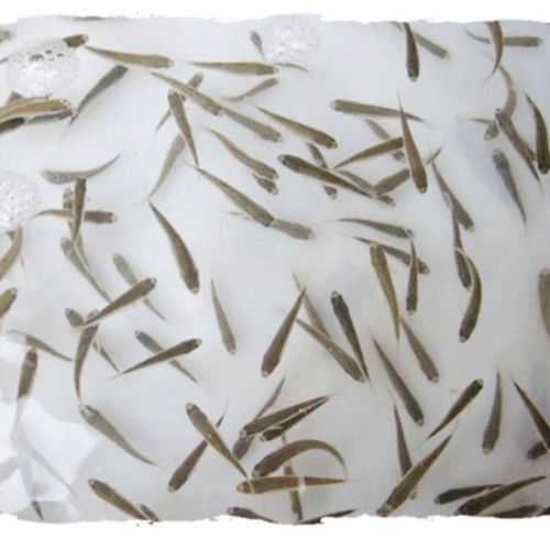 給我幾張古典藍底過背金龍魚圖片