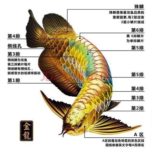 給我幾張古典藍底過背金龍魚圖片