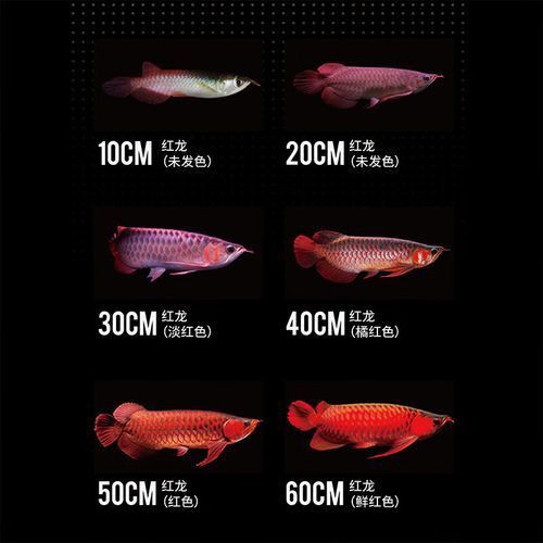 給我幾張古典藍底過背金龍魚圖片
