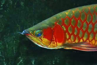 龍魚眼窩凹陷：龍魚眼窩凹陷怎么辦 龍魚眼窩凹陷：龍魚眼窩凹陷怎么辦 龍魚百科 第1張