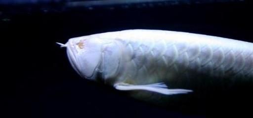 龍魚眼窩凹陷：龍魚眼窩凹陷怎么辦 龍魚眼窩凹陷：龍魚眼窩凹陷怎么辦 龍魚百科 第3張