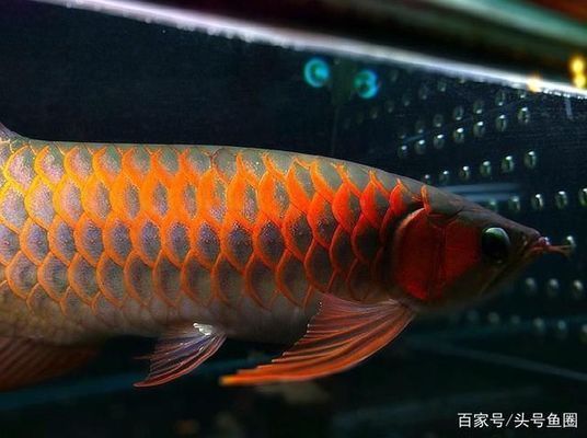 龍魚被咬后趴缸里怎么辦：龍魚被咬后趴缸怎么辦