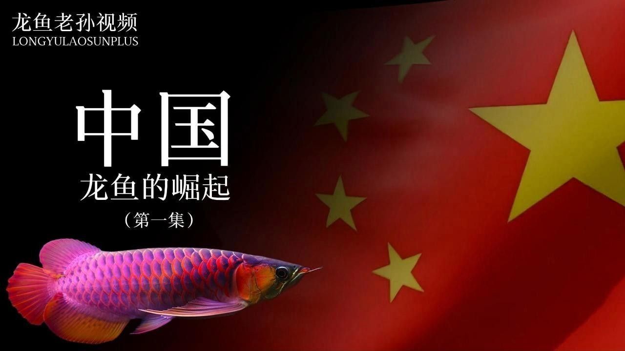 龍魚背景圖片大全高清可愛動漫