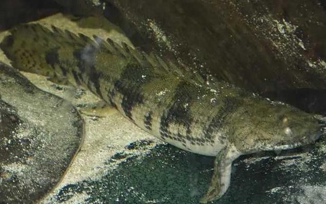 虎紋恐龍魚能長多大圖片高清