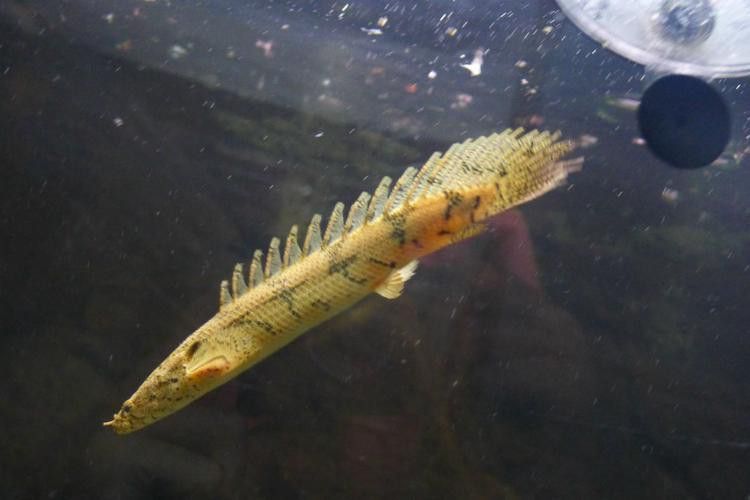 虎紋恐龍魚(yú)能長(zhǎng)多大圖片高清