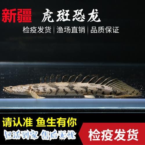 虎紋恐龍魚(yú)能長(zhǎng)多大圖片高清