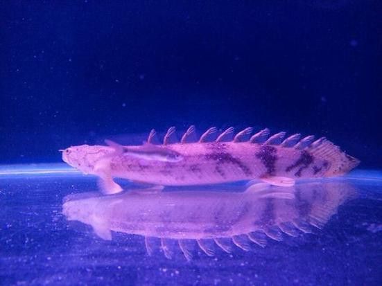 虎紋恐龍魚(yú)能長(zhǎng)多大圖片高清