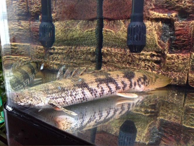 虎紋恐龍魚(yú)能長(zhǎng)多大圖片高清