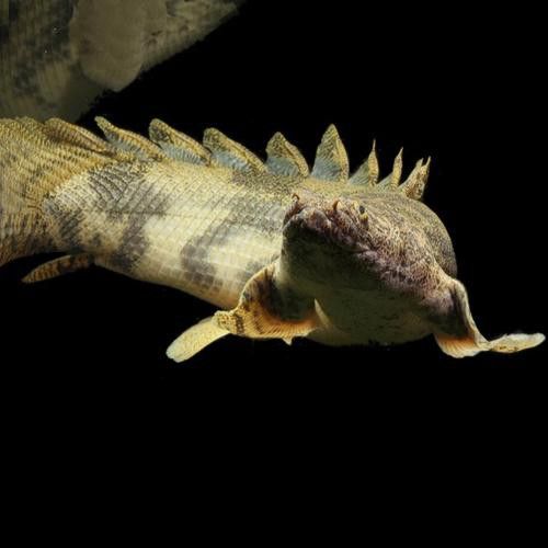 虎紋恐龍魚(yú)能長(zhǎng)多大圖片高清