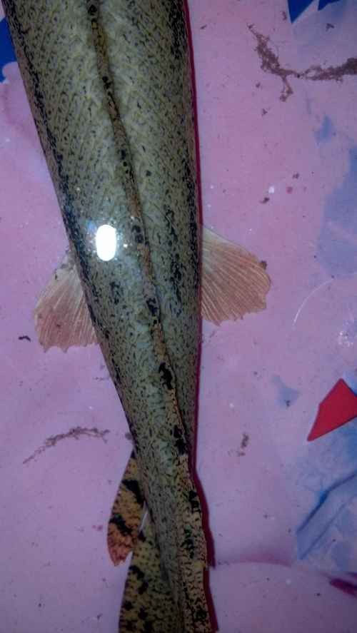 虎紋恐龍魚(yú)能長(zhǎng)多大圖片高清