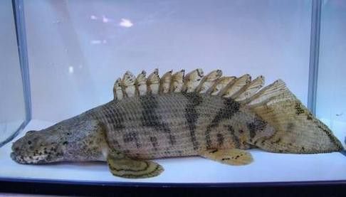 虎紋恐龍魚(yú)能長(zhǎng)多大圖片高清