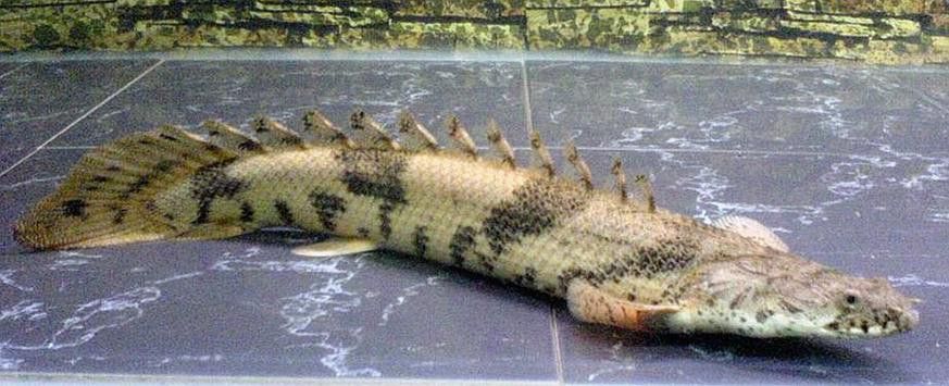 虎紋恐龍魚(yú)能長(zhǎng)多大圖片高清