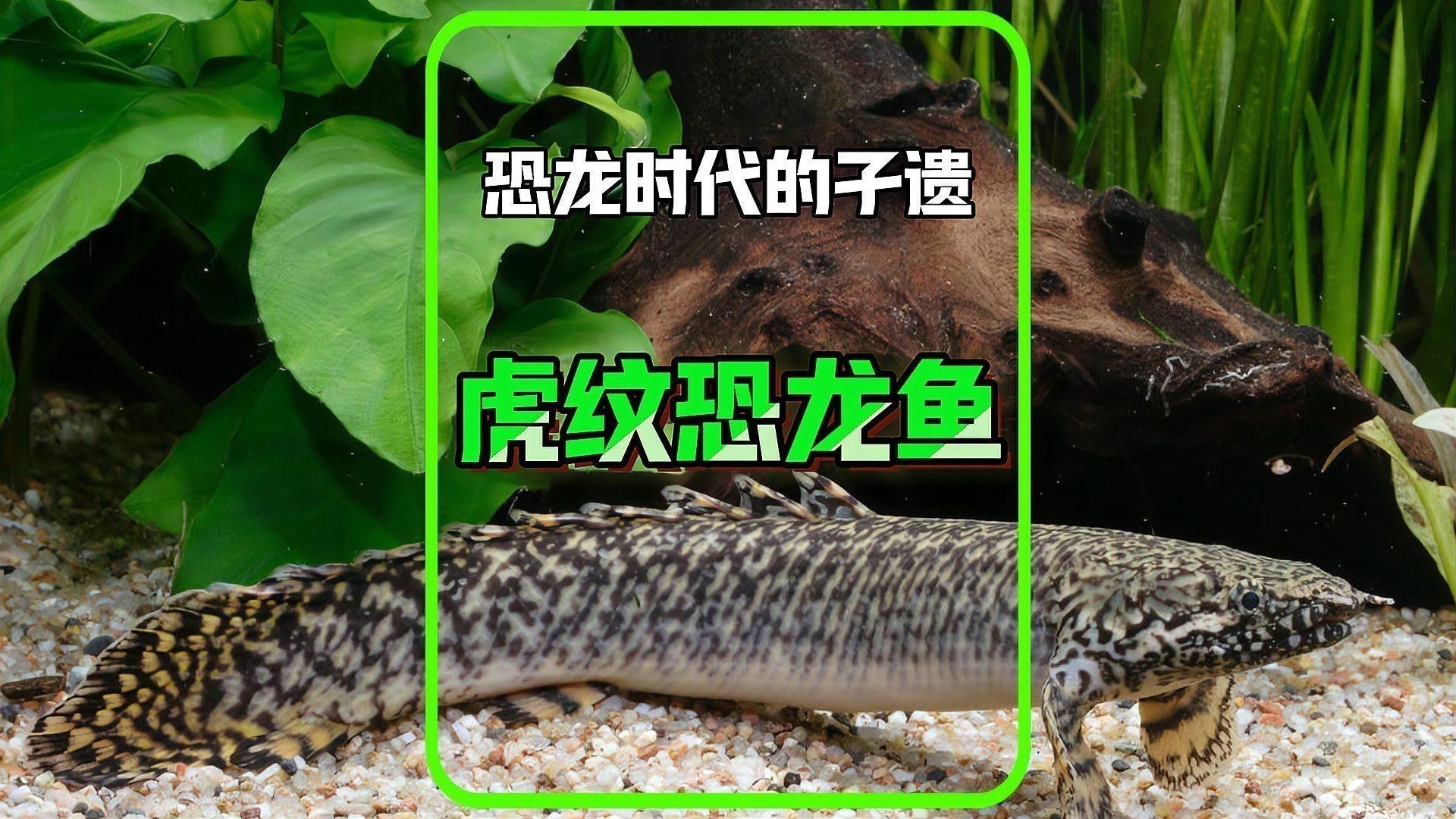 虎紋恐龍魚(yú)能長(zhǎng)多大圖片高清