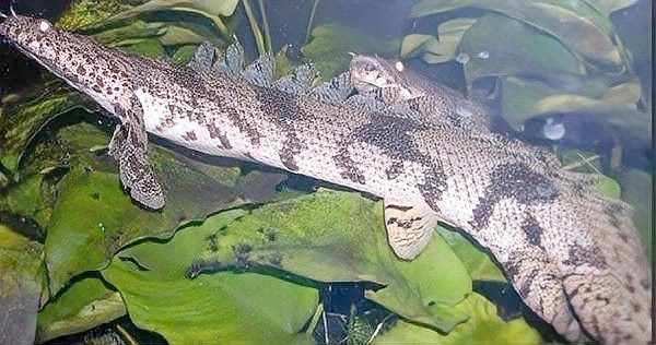 虎紋恐龍魚(yú)能長(zhǎng)多大圖片高清