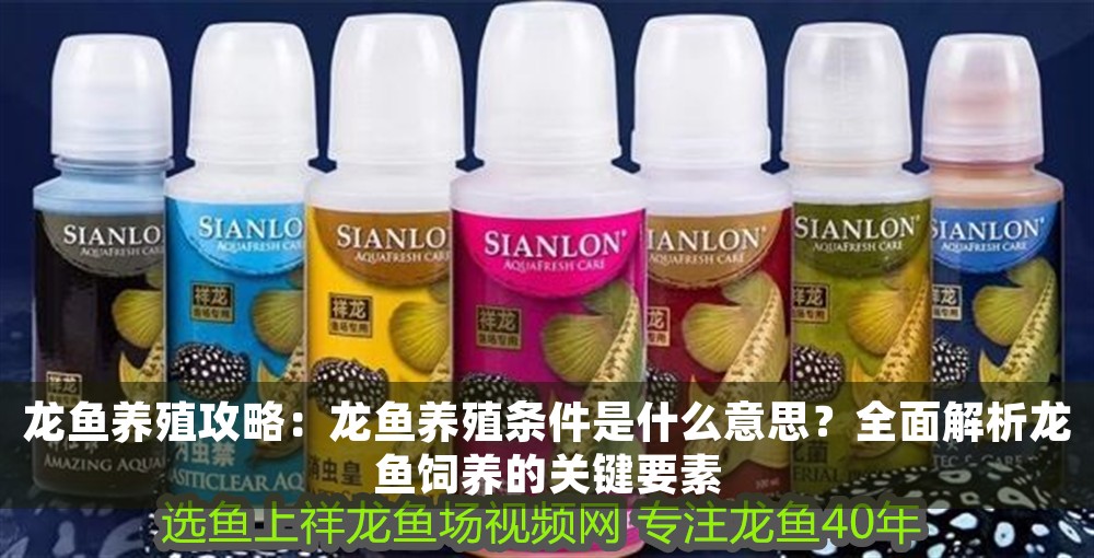 龍魚養殖攻略：龍魚養殖條件是什么意思？全面解析龍魚飼養的關鍵要素