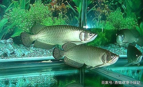 能否提供更多龍魚厭食的治療案例？ 能否提供更多龍魚厭食的治療案例？ 龍魚百科 第5張