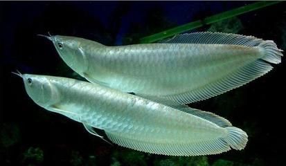 魚缸用增氧泵價格是多少:魚缸增氧機-xtrac增氧機-xtrac增氧機 龍魚溫度低翻了有可能導致死亡,可以采取以下措施搶救(龍魚溫度低翻了會導致死亡嗎) 龍魚百科 龍魚溫度低翻了有可能導致死亡,可以采取以下措施搶救(龍魚溫度低翻了會導致死亡嗎) 龍魚溫度低翻了有可能導致死亡,可以采取以下措施搶救(龍魚溫度低翻了會導致死亡嗎) 龍魚百科