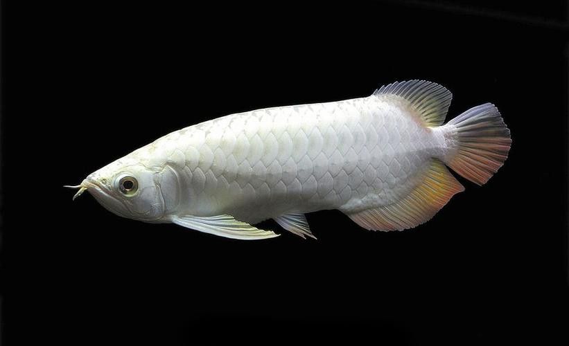 白的金龍魚